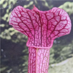 Sarracenia Hybrid H 384  'Diane Whittaker' X Leucophylla - Dark Red Pitchers